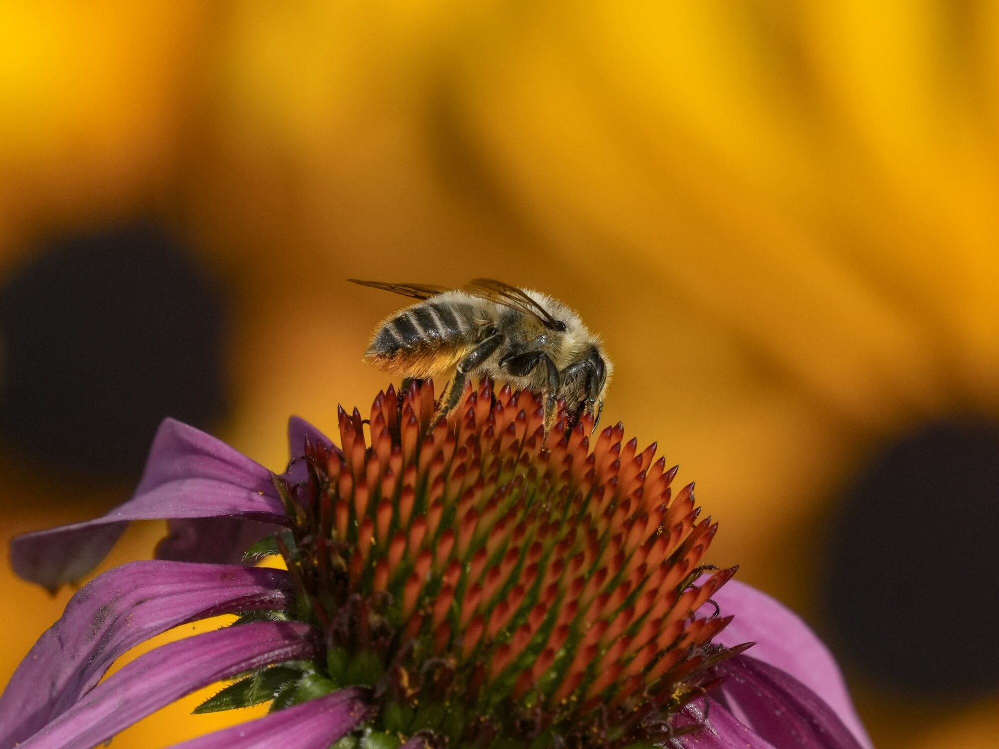 A patchwork leafcutter bee, with its fuzzy golden lower abdomen, is crawling on top of a coneflower. It is flanked in the background by two large yellow flowers with dark cores