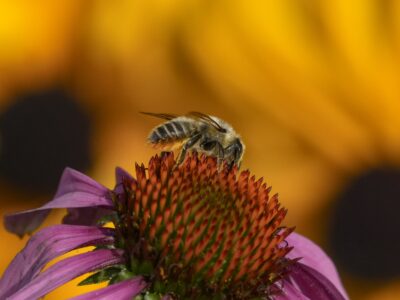 A patchwork leafcutter bee, with its fuzzy golden lower abdomen, is crawling on top of a coneflower. It is flanked in the background by two large yellow flowers with dark cores