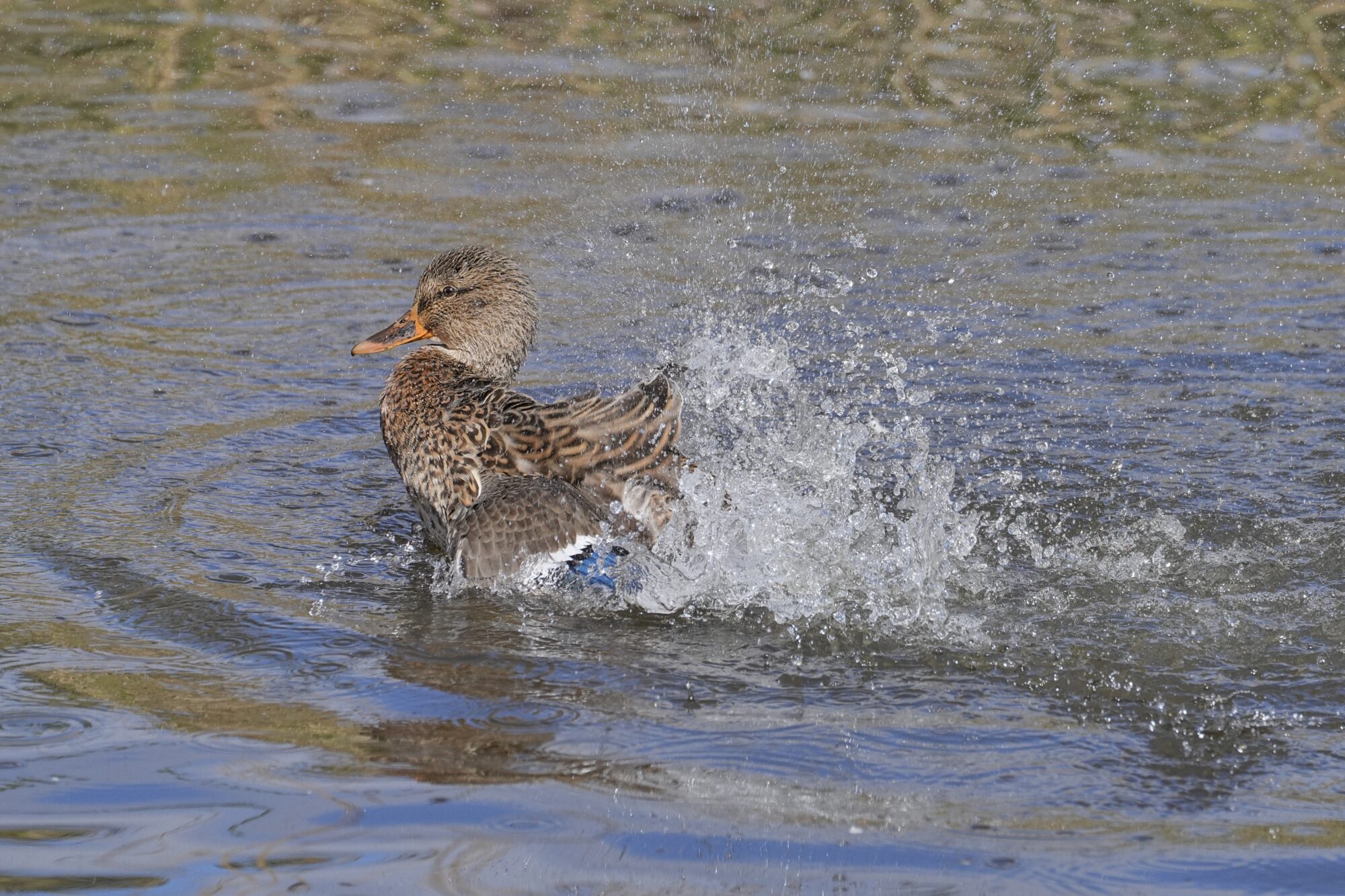 A female Mallard Duck is splashing around vigorously in water