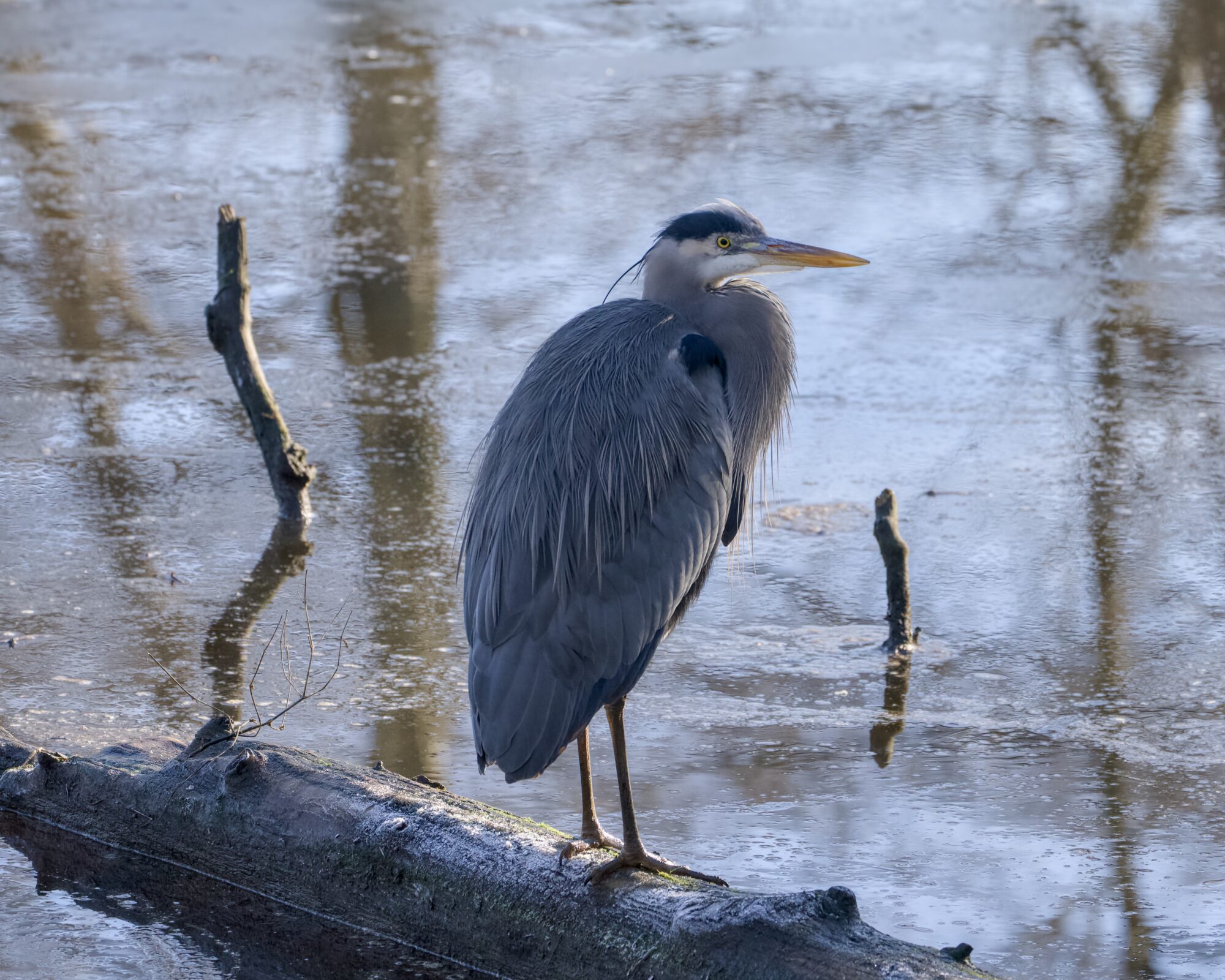 A Great Blue Heron standing on a log, backlit and in partial shade