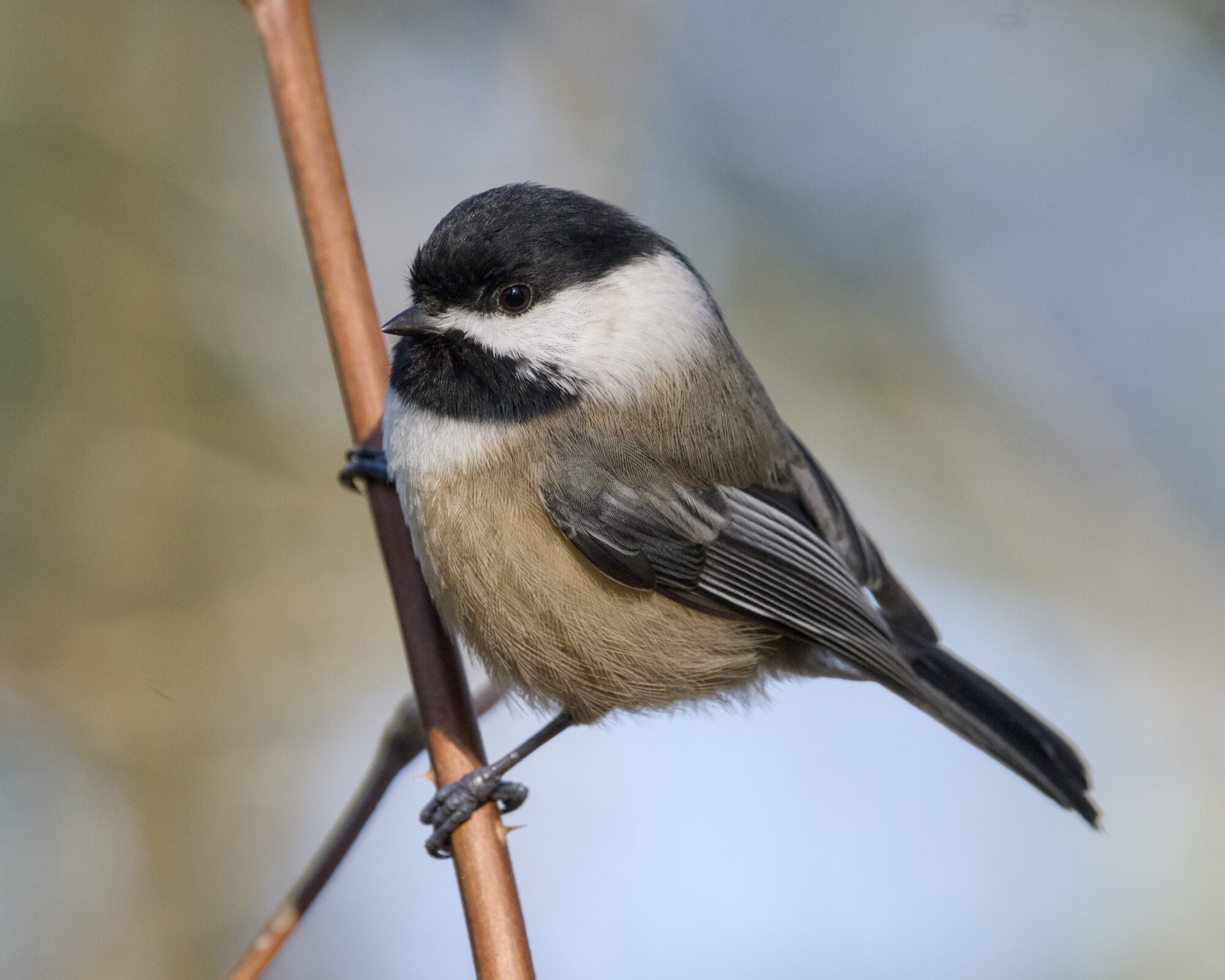 A Black-capped Chickadee is hanging on to a branch