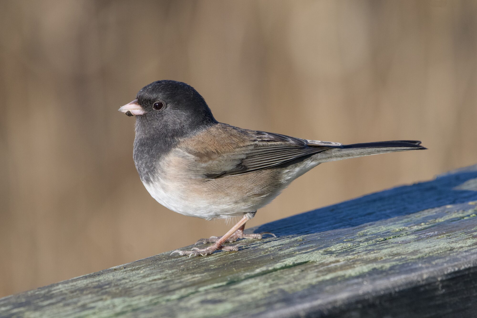 A Dark-eyed Junco on a wooden fence