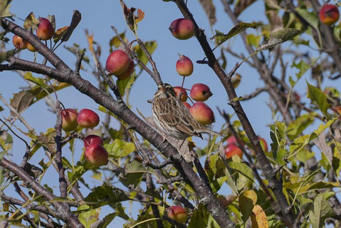 A Song Sparrow is up in a tree, surrounded by red apples. There is solid blue sky in the background