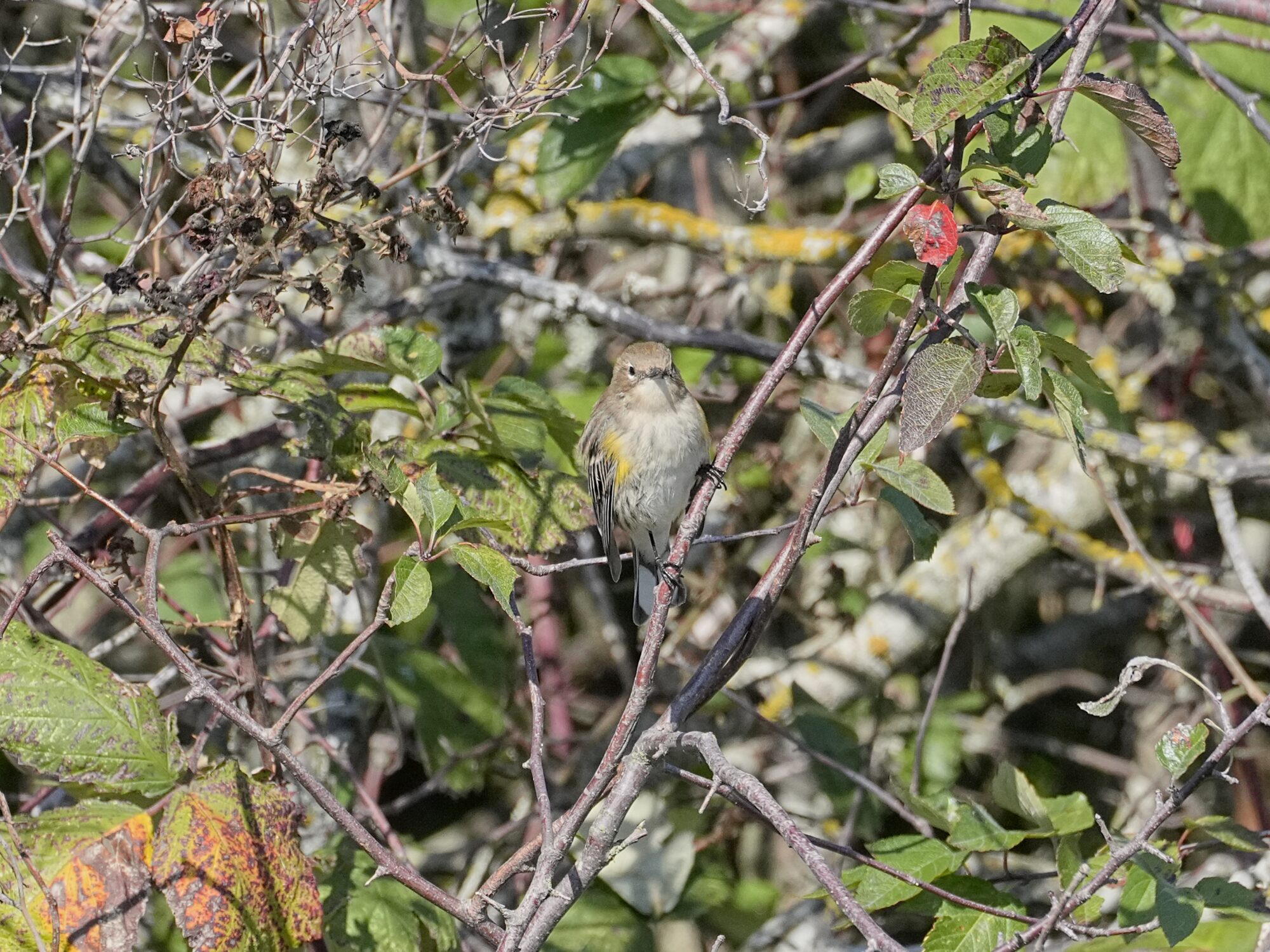 A female Yellow-rumped Warbler is in a bush, looking in our direction