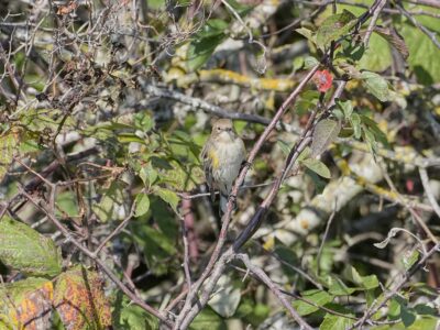 A female Yellow-rumped Warbler is in a bush, looking in our direction