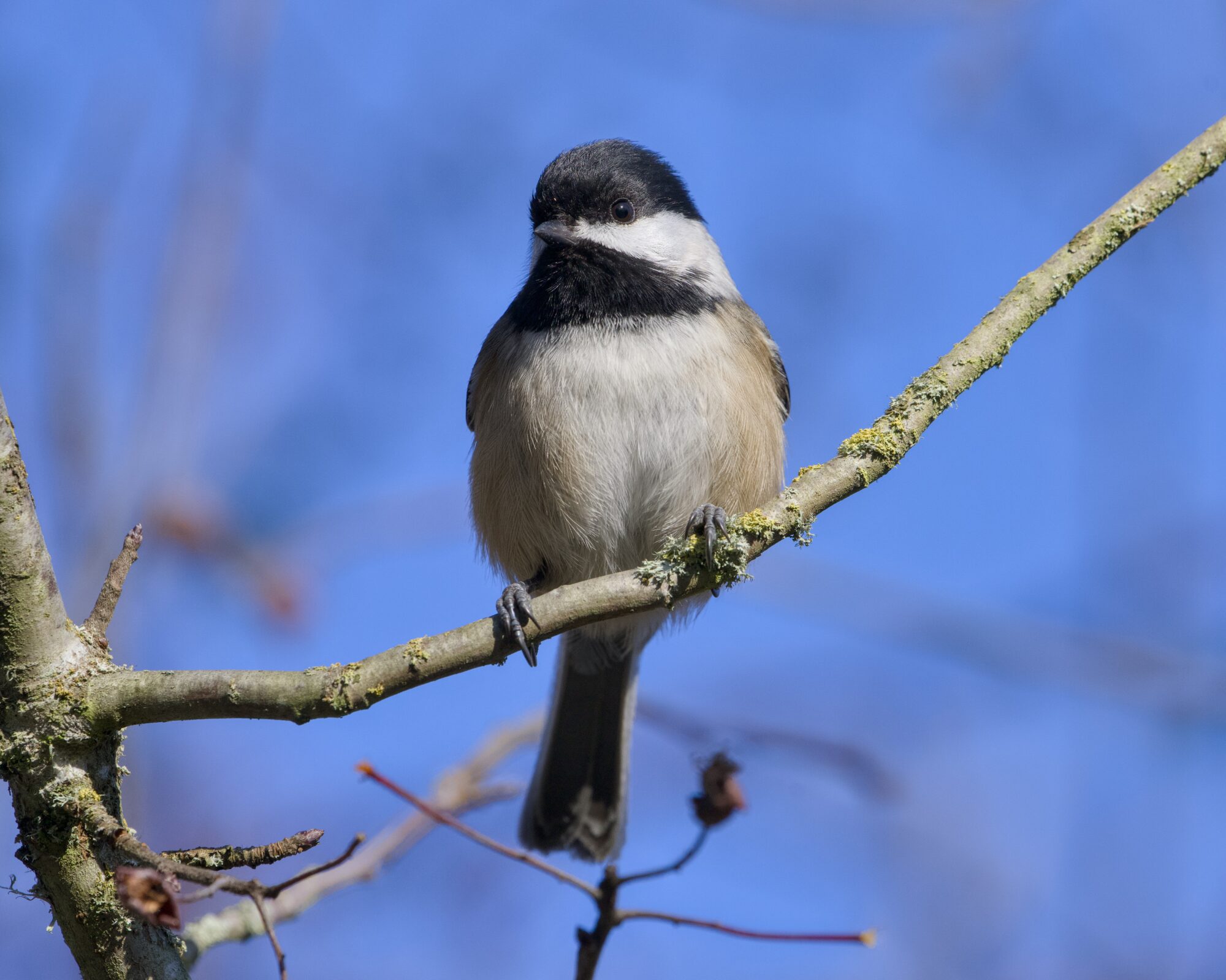 A Black-capped Chickadee is sitting on a branch above eye level