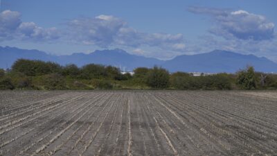 A dry farm field, with rows of short dry plants converging in the distance. There are trees on the other side, with glimpses of high-rises behind them, and mountains behind that