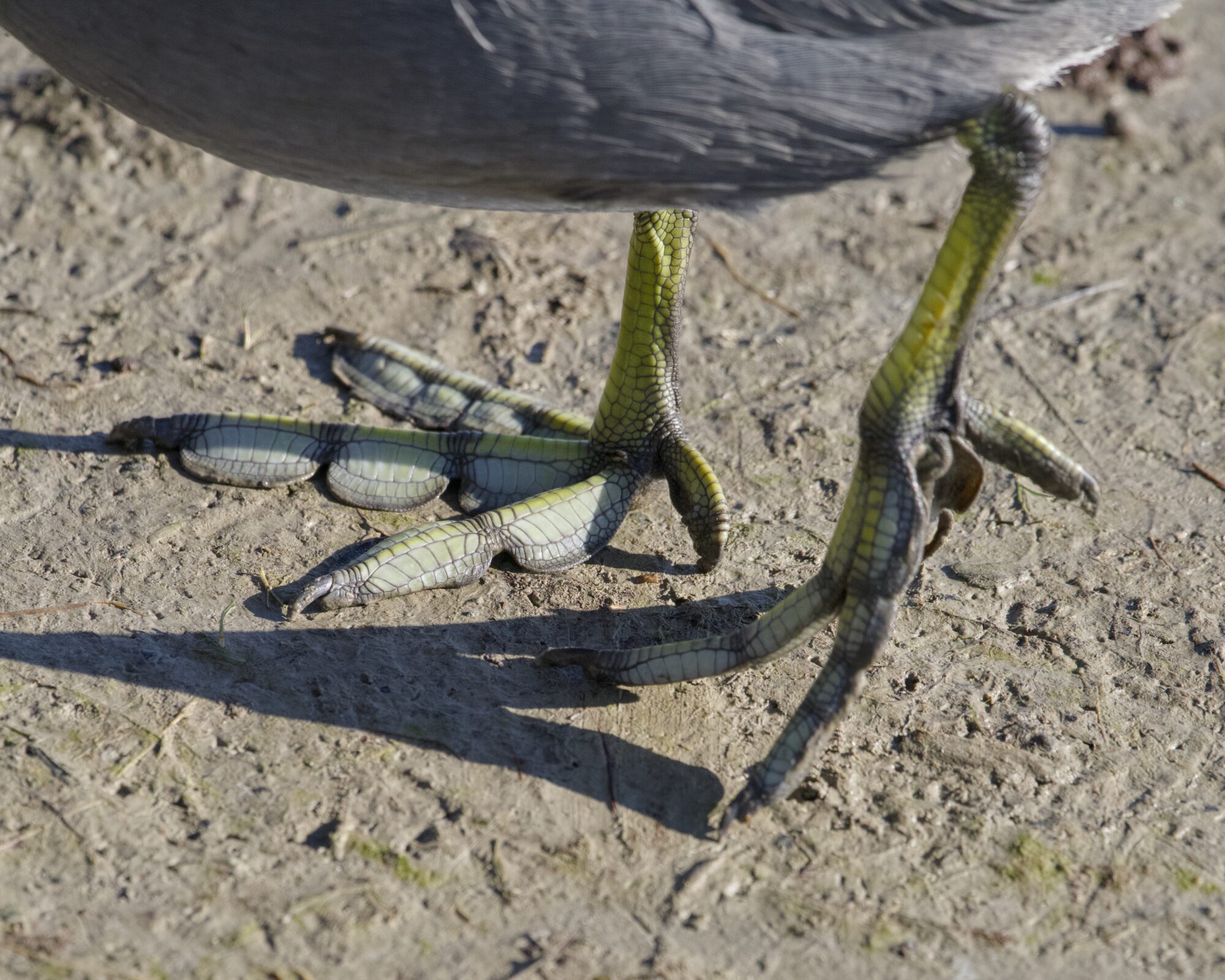 Closeup of coot feet