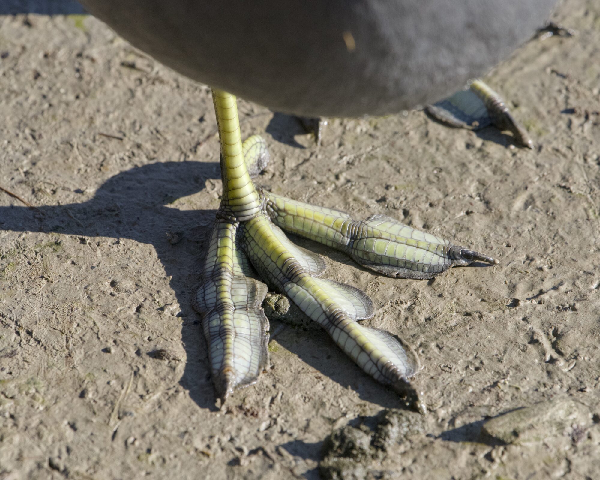 Closeup of a single coot foot