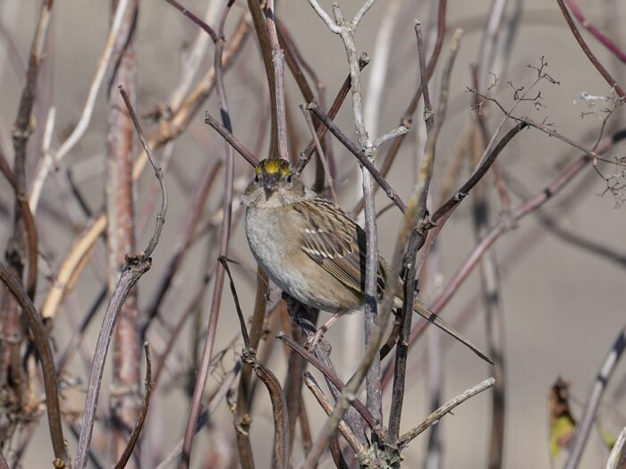 An immature Golden-crowned Sparrow in a bare brown bush