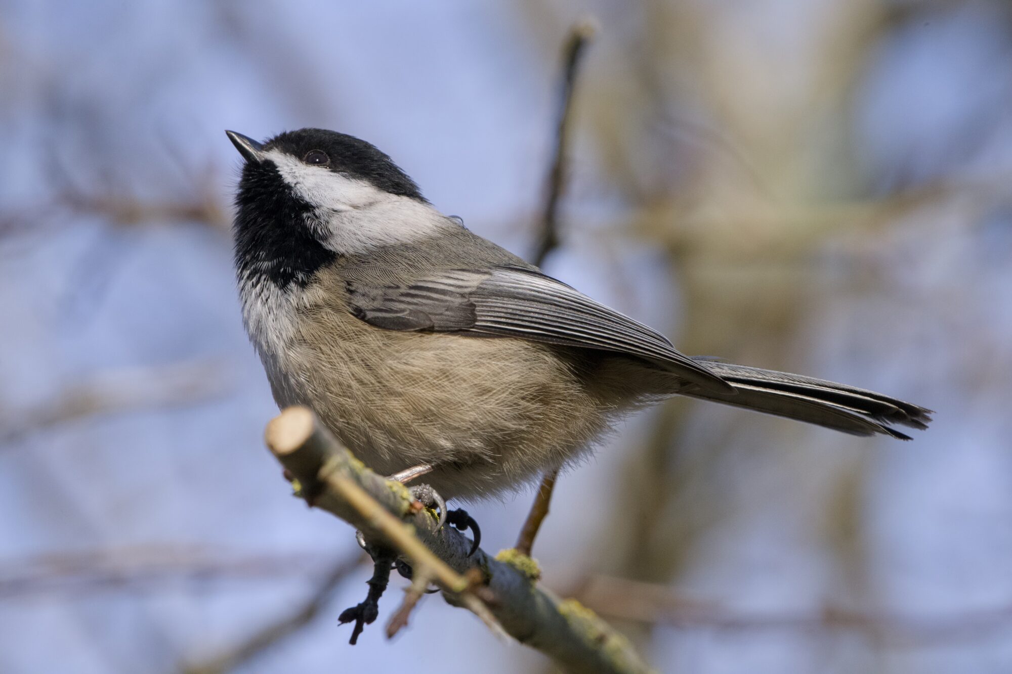 A Black-capped Chickadee up in a tree, looking up