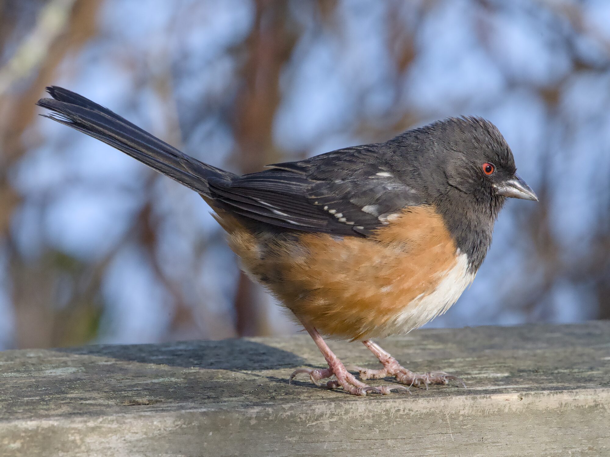 A female Spotted Towhee on a wooden fence. Bare trees and blue sky in the background