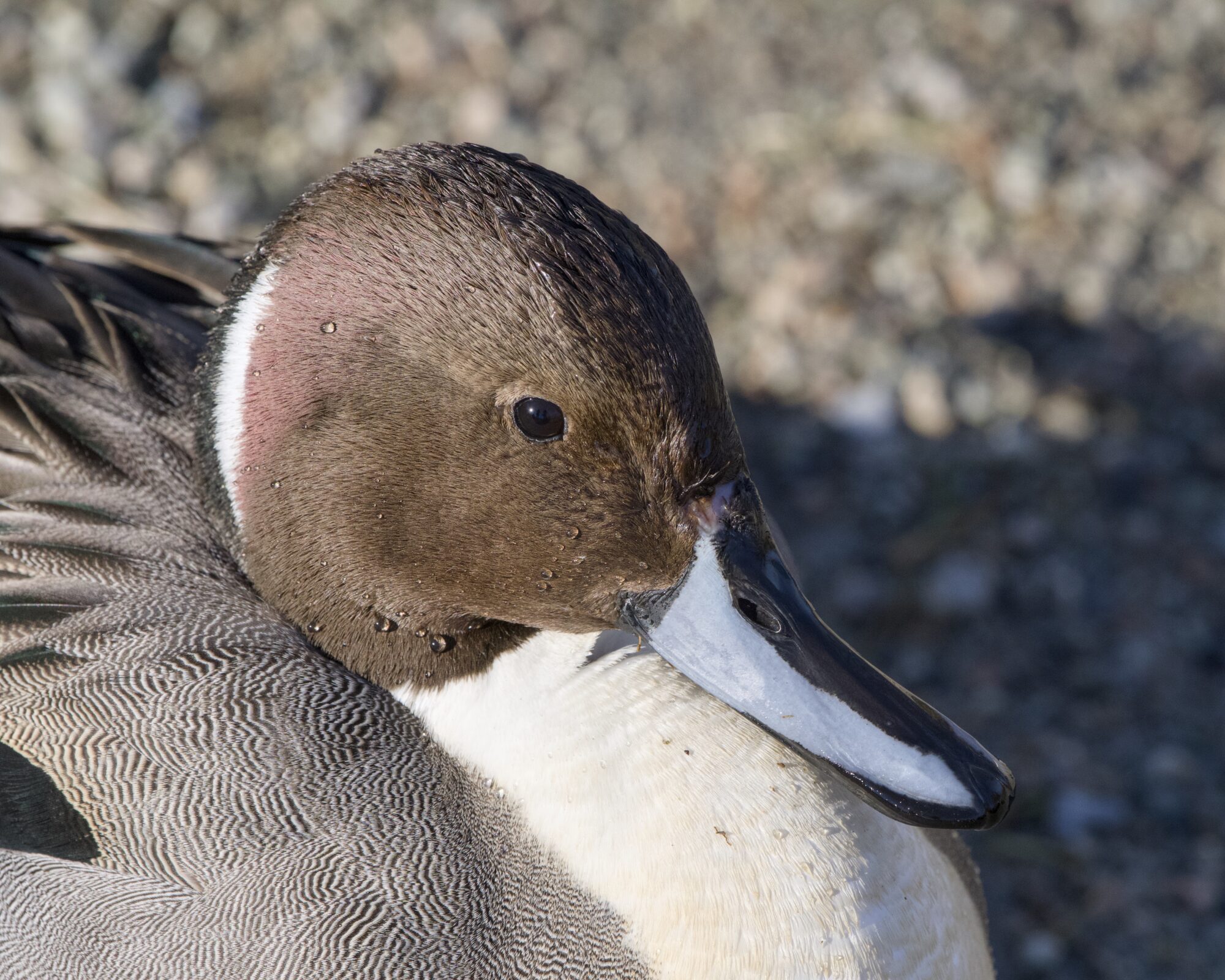 Closeup of a male Northern Pintail on the ground, close to me. There are a few drops of water on his face