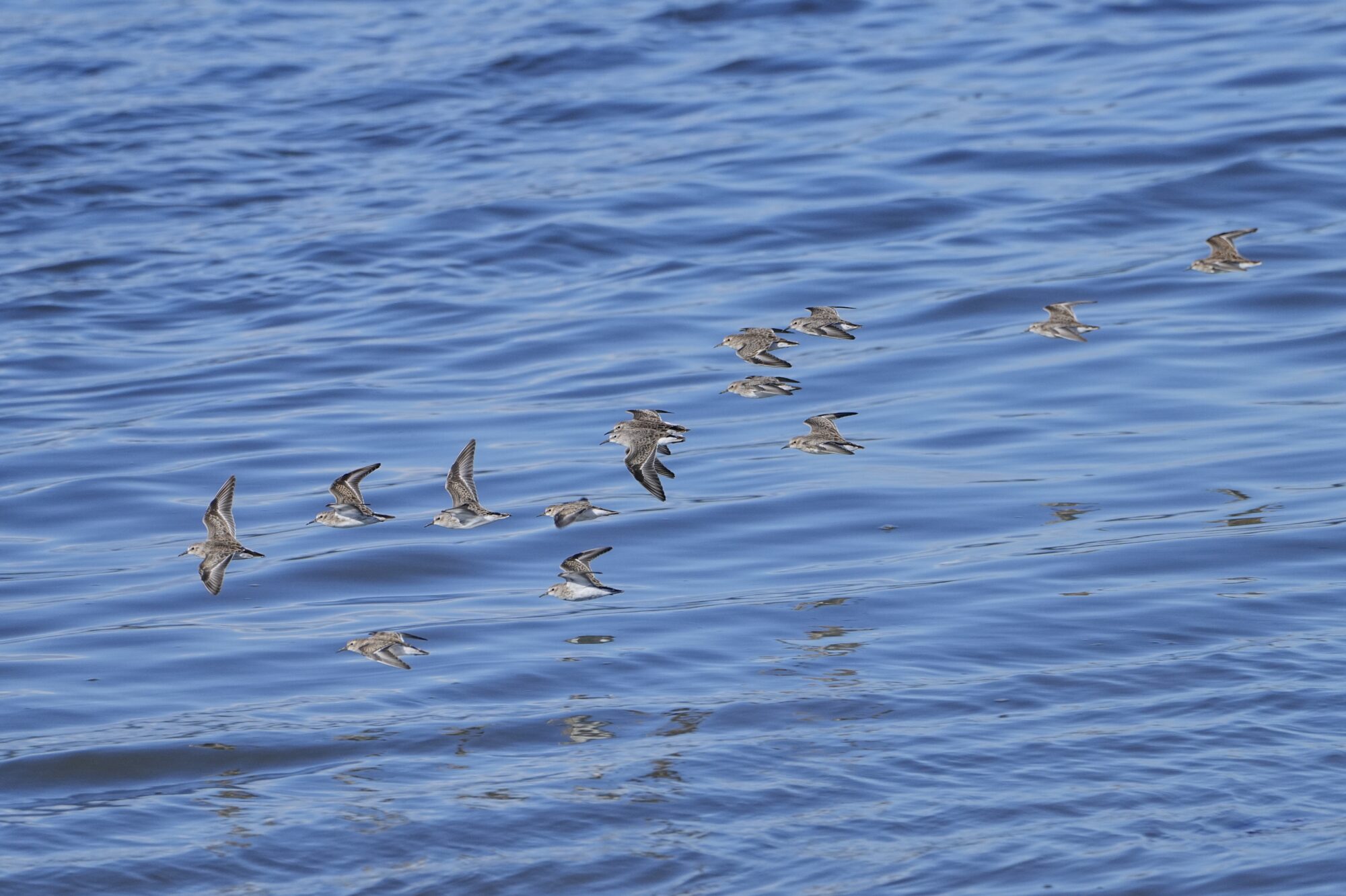 A flock of sandpipers (probably Least Sandpipers) in flight over water