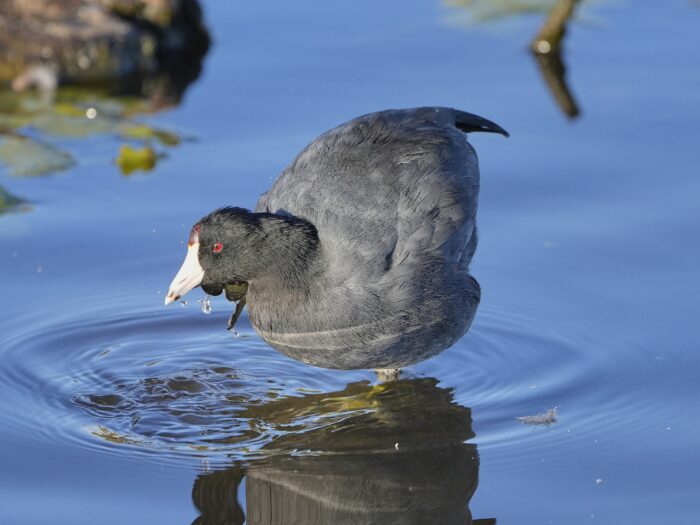 An American Coot is standing in shallow water, scratching the side of its head