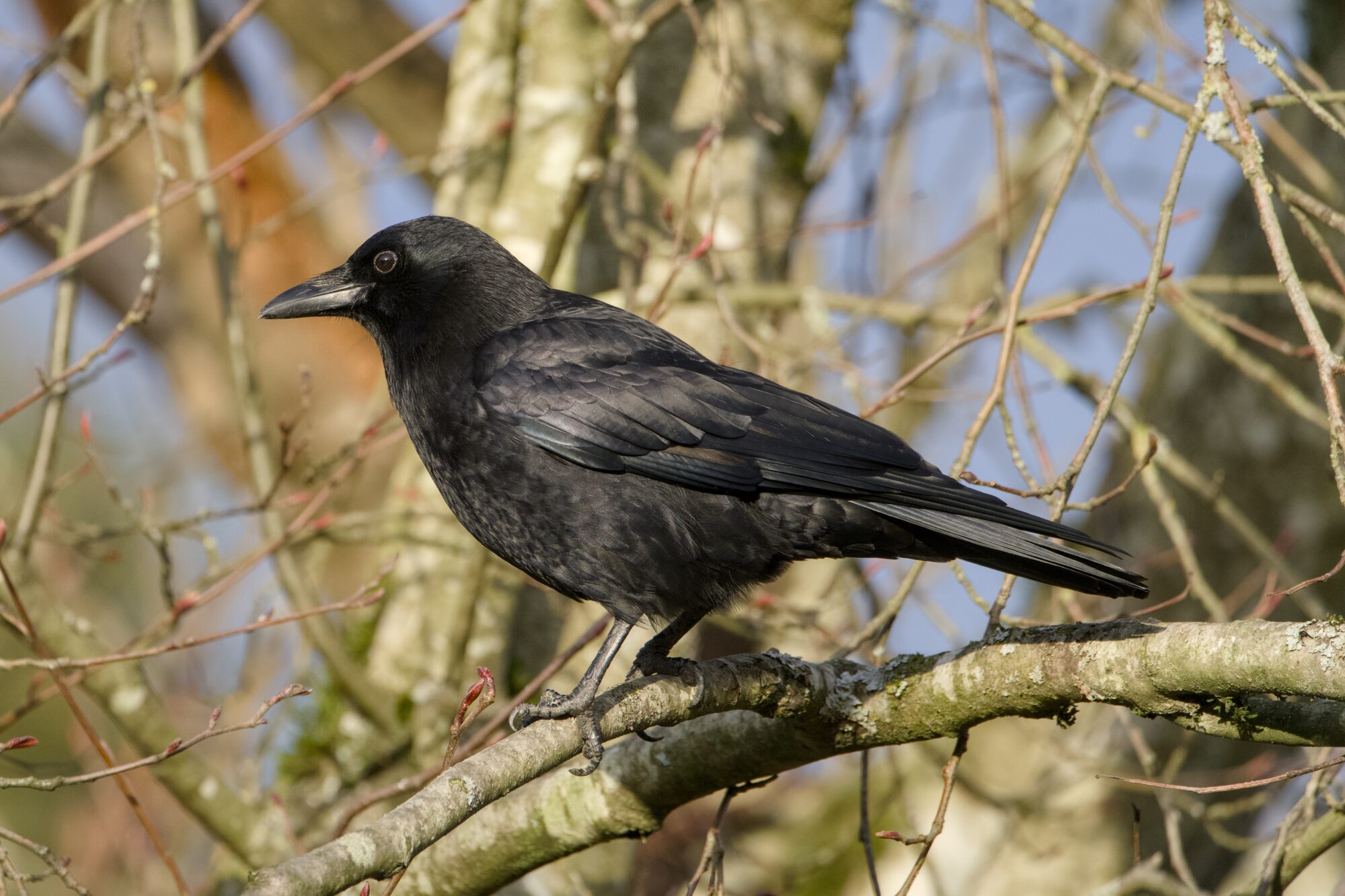 A crow up in a tree, sliding into golden hour