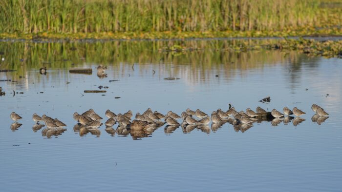 A row of Long-billed Dowitchers, all napping as the light turns golden. There is one female Green-winged Teal in the group