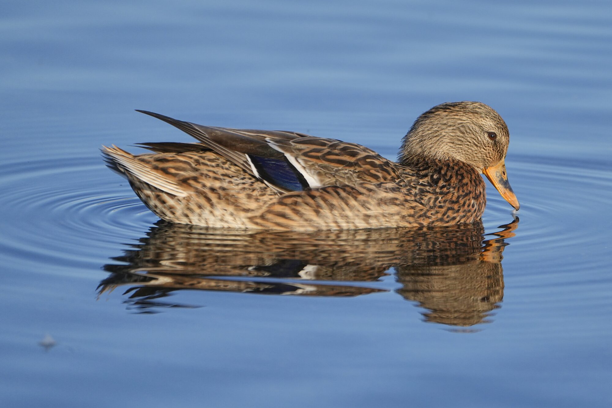 A female Mallard out on the water, is looking down. The water is very still, and she has a bit of down at the end of her bill, just touching the water