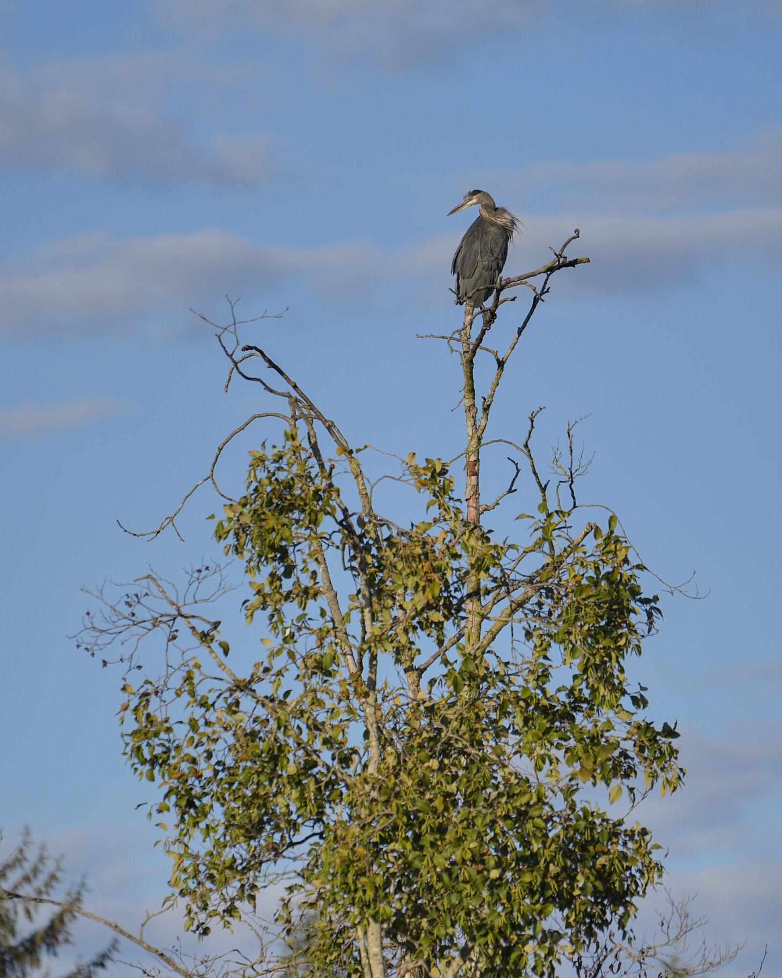 A Great Blue Heron is at the very top of a tree, looking down and to one side. There are a few clouds in the sky