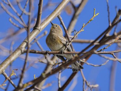 A female Yellow-rumped Warbler up in a tree. The branches are mostly bare, and we can see solid blue sky in the background