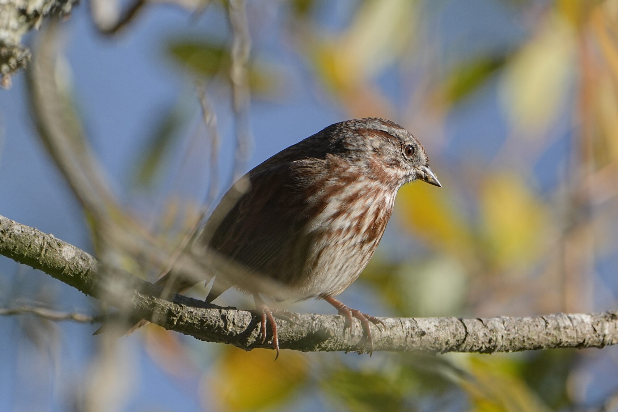 A Song Sparrow is on a branch, a little above eye level. It is partly hidden by closer twigs and leaves. The bright blue sky is visible in the background