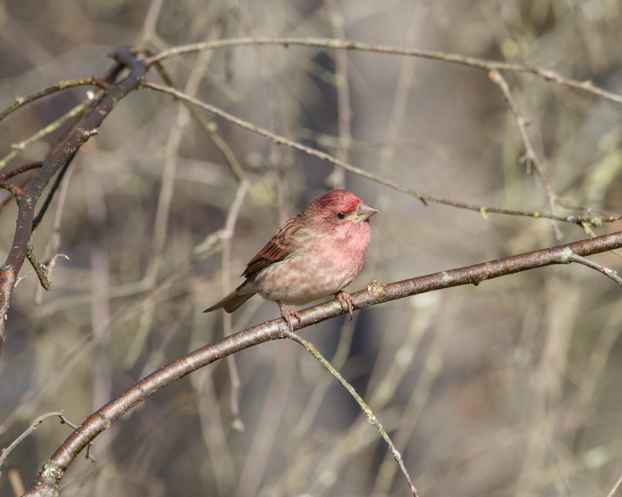 A male Purple Finch sitting on a branch at about eye level, its head tilted quizzically. One shiny black eye seems to be staring right at me