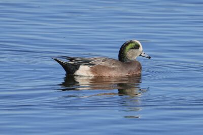 A male American Wigeon is calmly swimming along