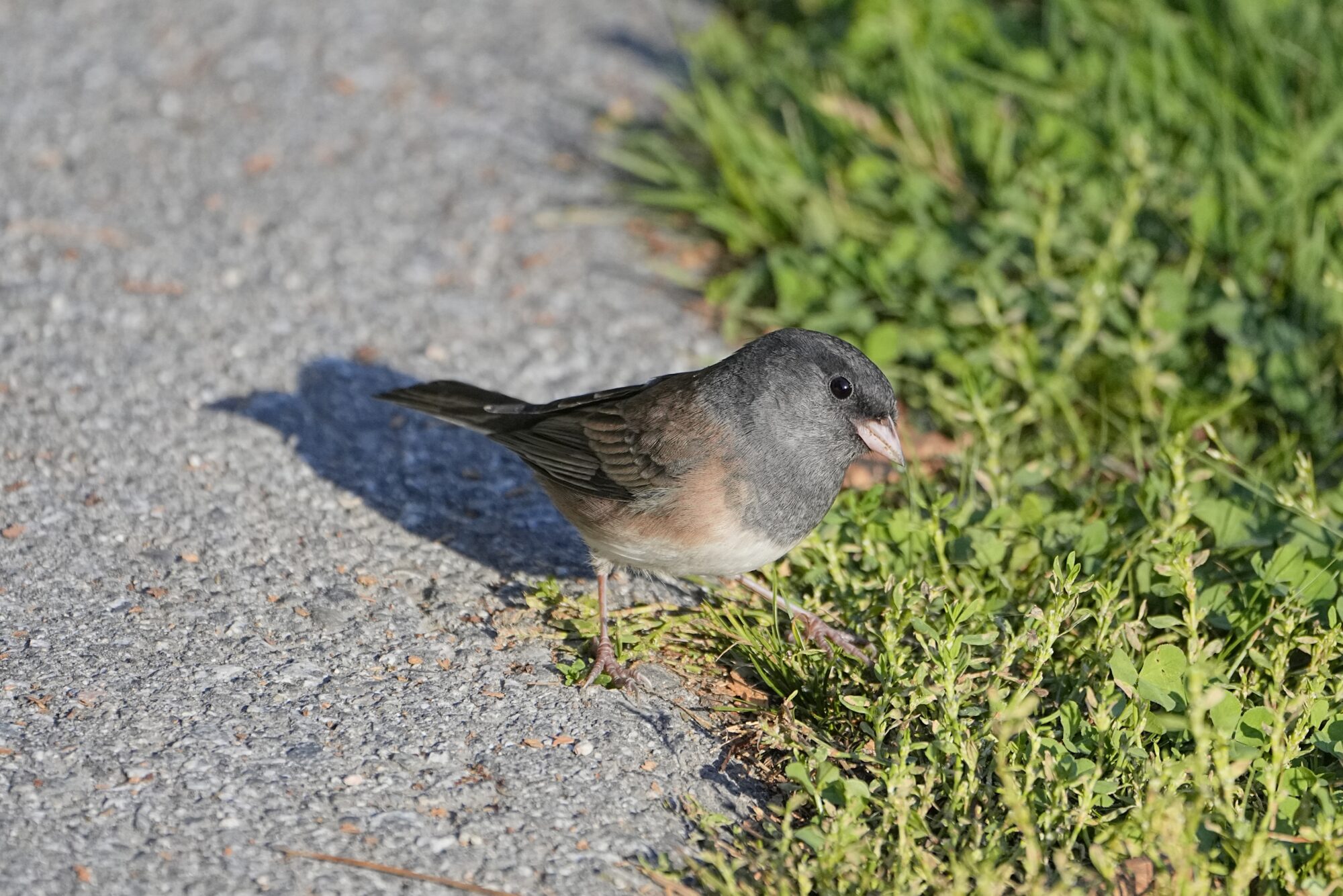 A Dark-eyed Junco (Oregon subspecies) is standing at the edge of a gravelly trail. It seems to be quizically looking up at me, its one visible eye very large and dark