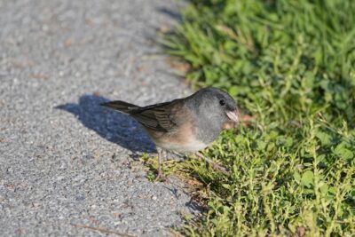 A Dark-eyed Junco (Oregon subspecies) is standing at the edge of a gravelly trail. It seems to be quizically looking up at me, its one visible eye very large and dark