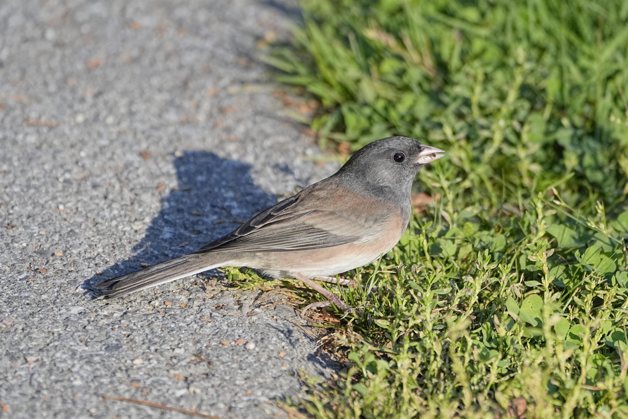 A Dark-eyed Junco (Oregon subspecies) is standing at the edge of a gravelly trail. Its one visible eye very large and dark