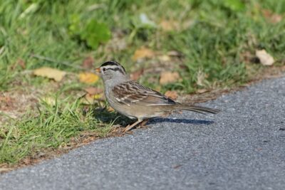 An adult White-crowned Sparrow is standing at the edge of a gravelly trail