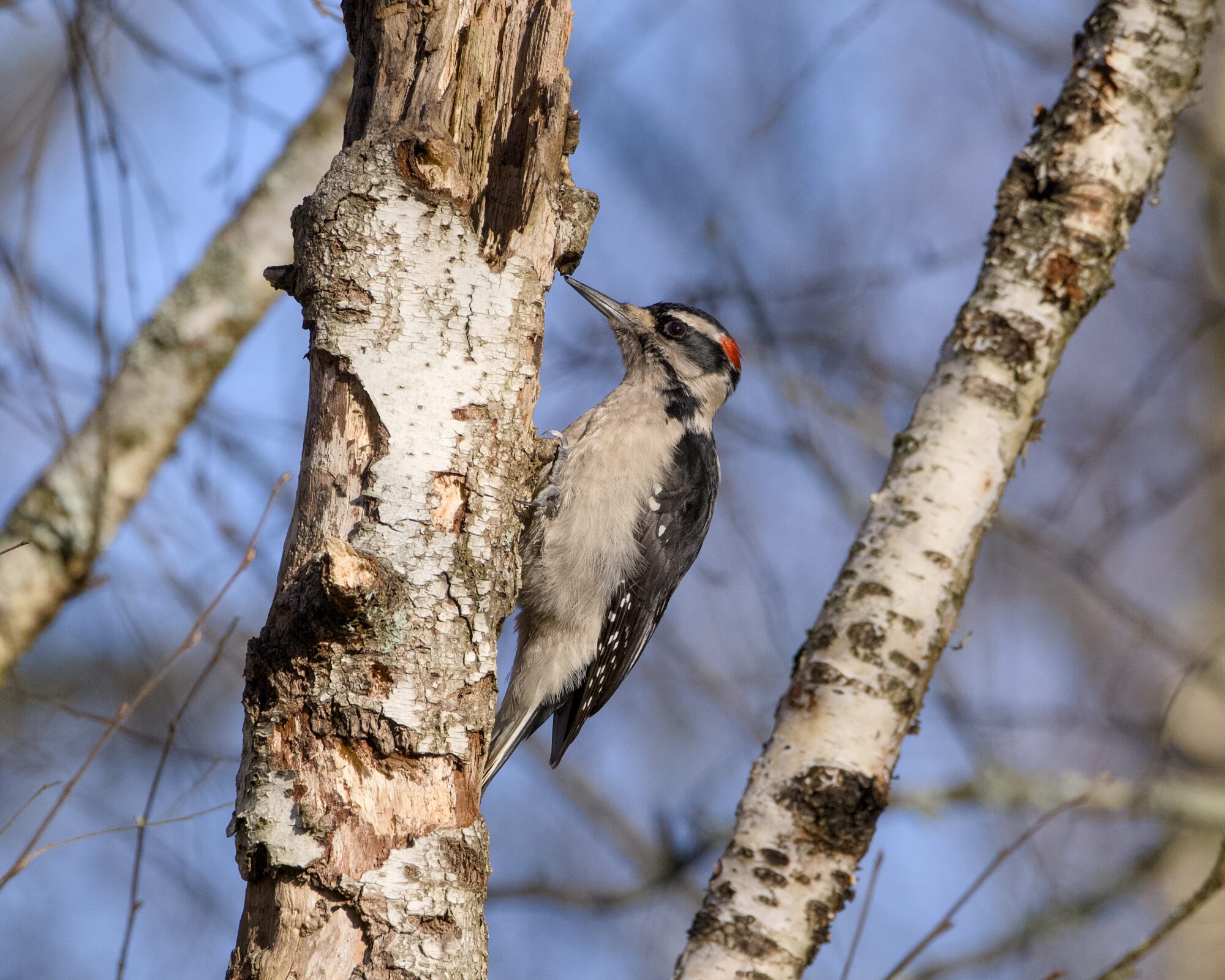 A male Hairy Woodpecker up in a tree