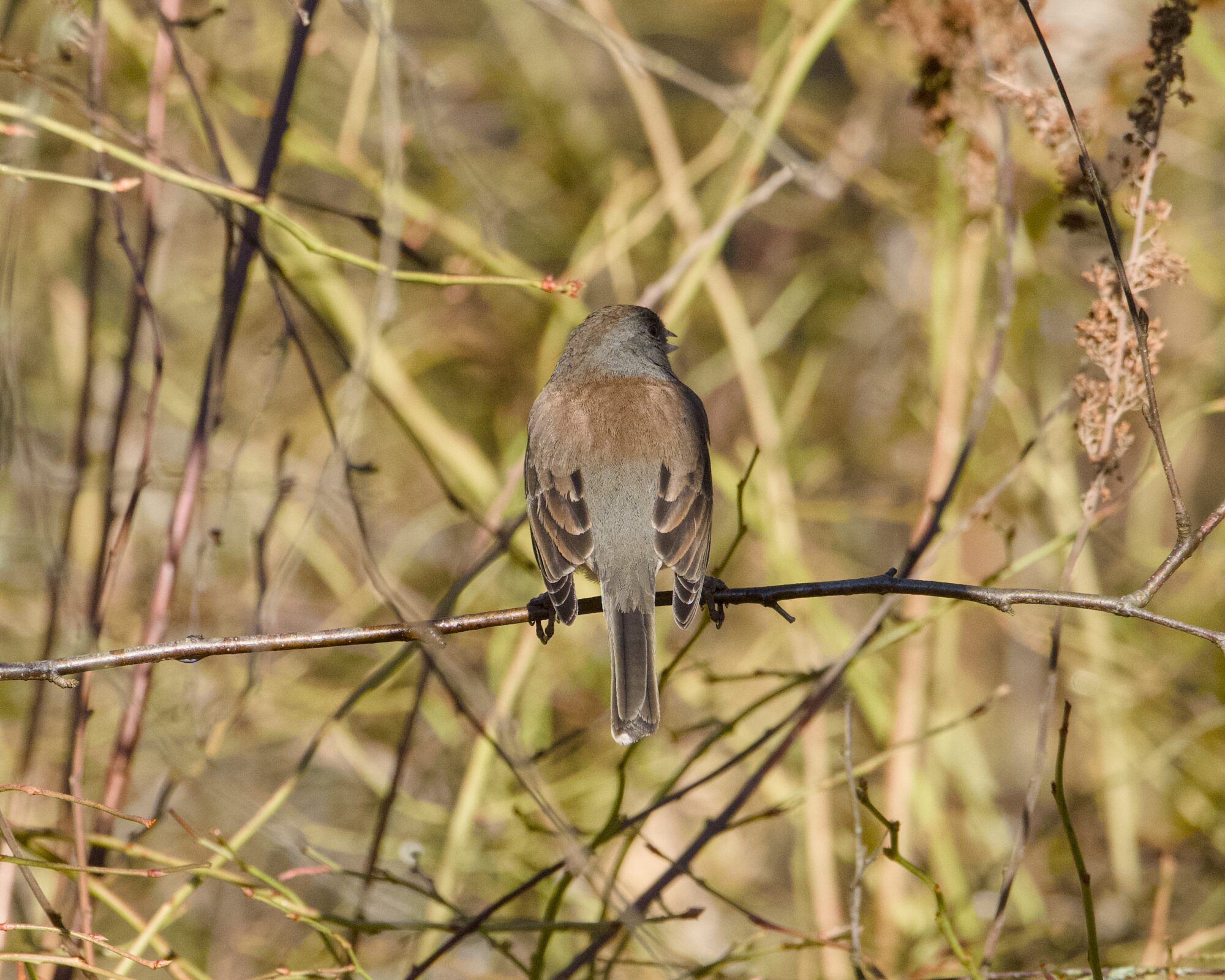 A female Dark-eyed Junco is sitting on a branch at about eye level, her back to us. The head is turned slightly, allowing us to see a bit of her beak.