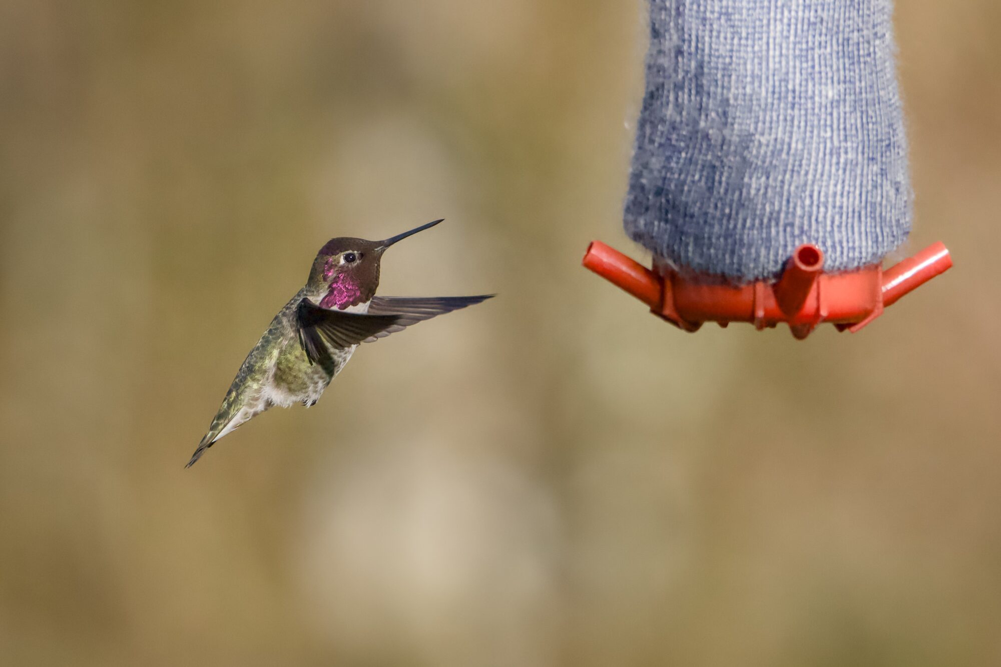 A Male Anna's Hummingbird is hovering in front of a feeder