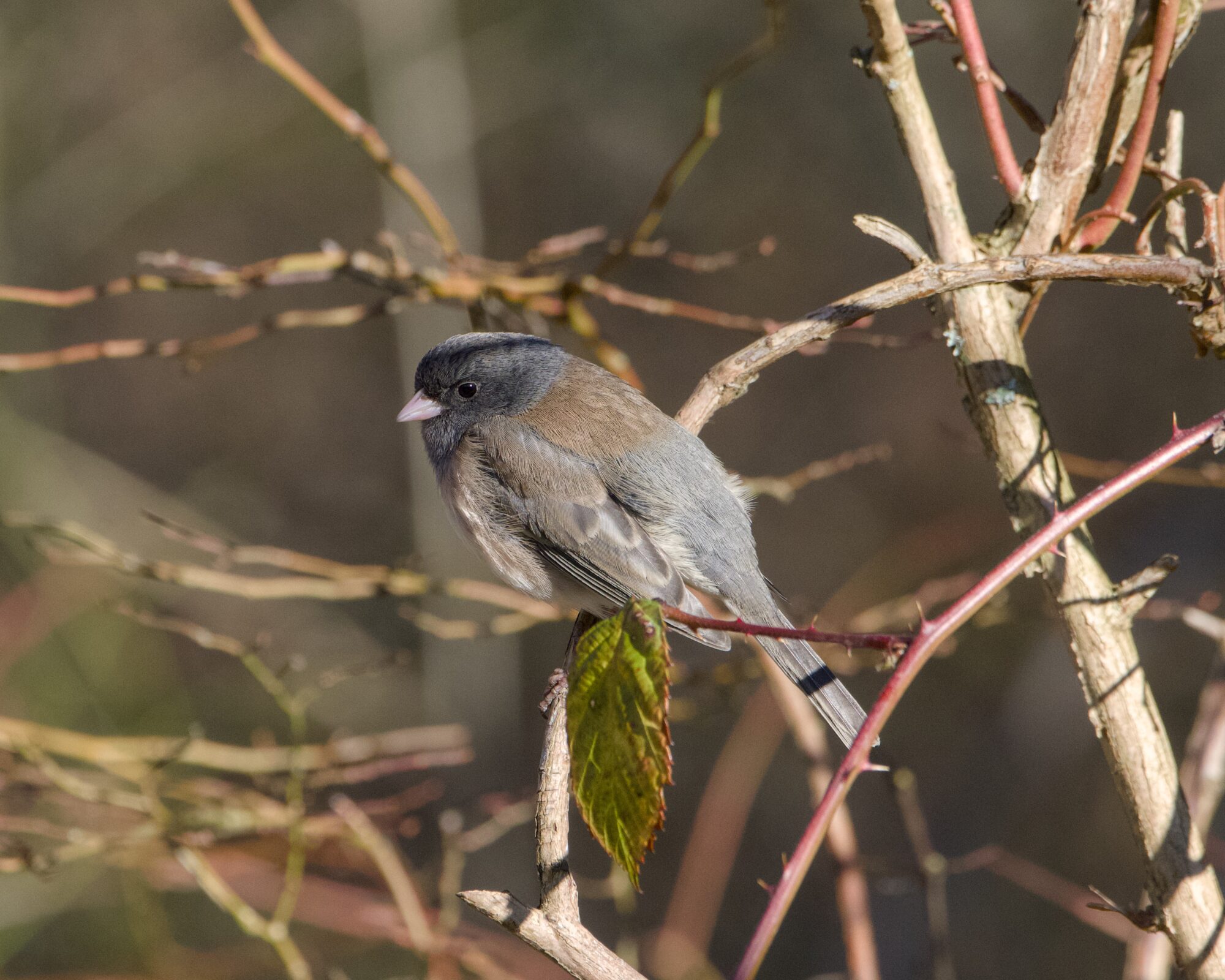 A male Dark-eyed Junco sitting on a branch, at about eye level