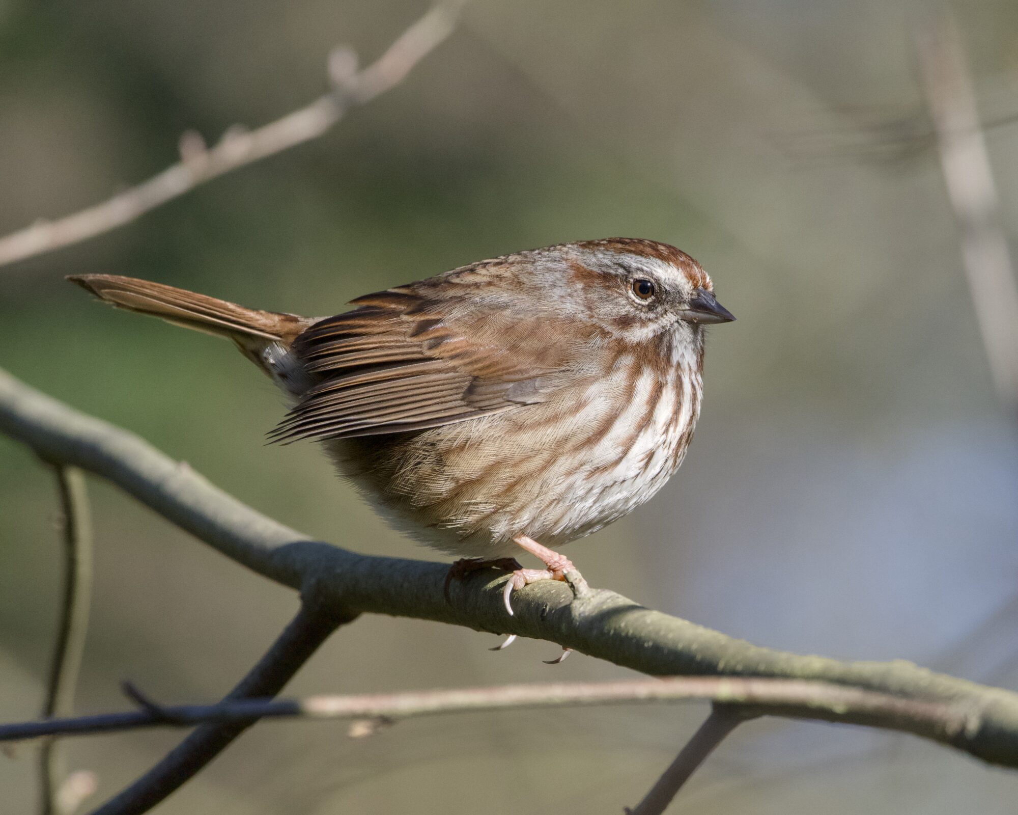 A very round Song Sparrow is on a branch, just a bit above eye level