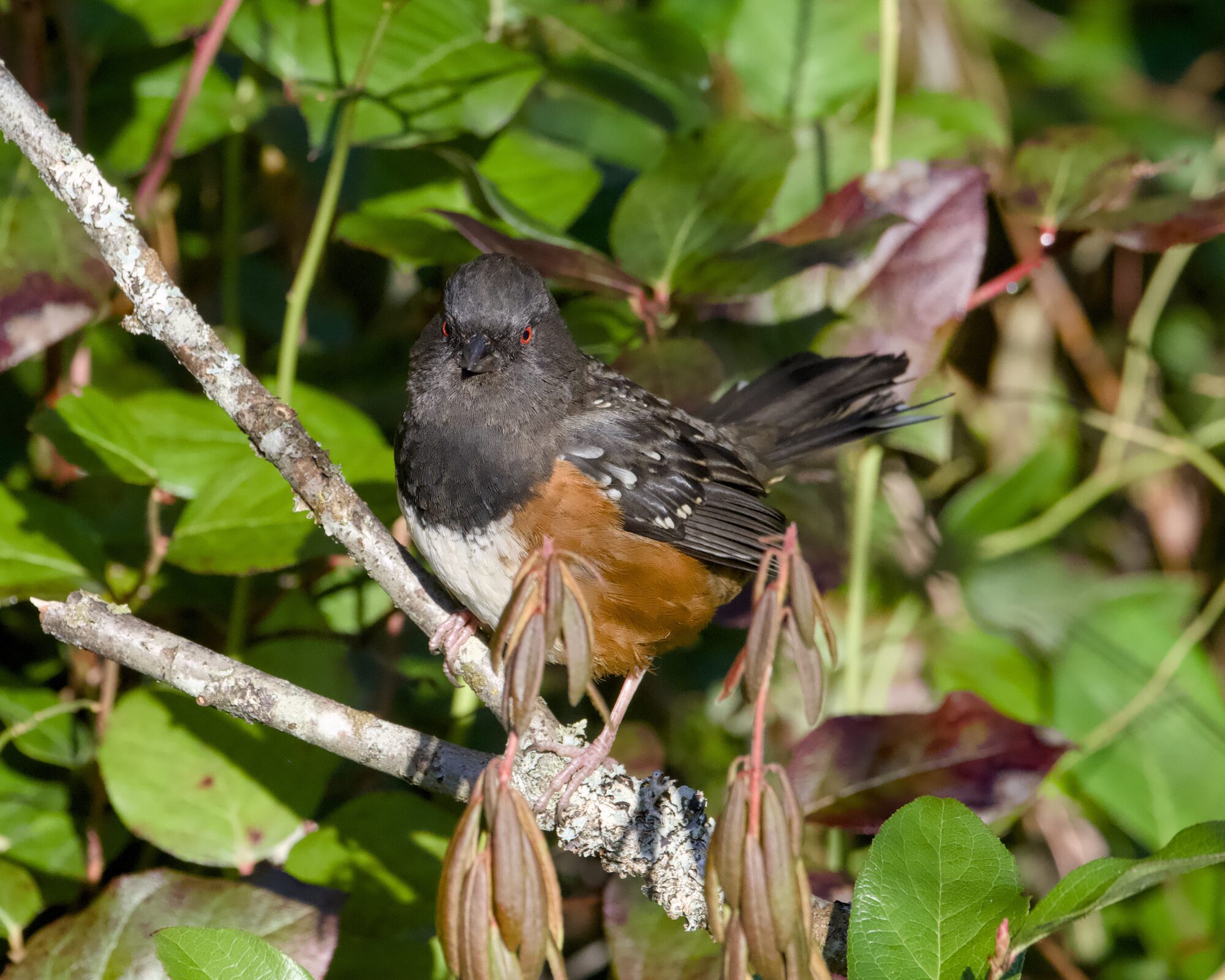 A Spotted Towhee in a bush