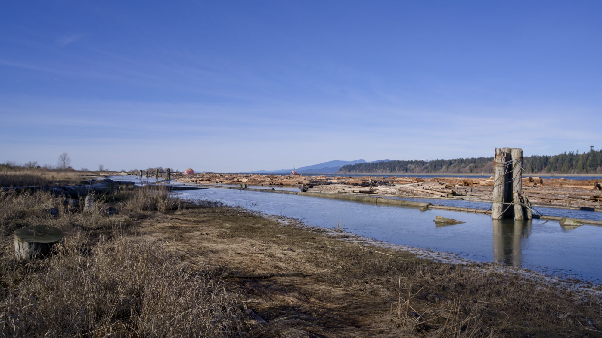 The Fraser River from Iona Beach Park. There are log booms in the water. Reeds and vegetation are brown and dry; the sky is solid blue