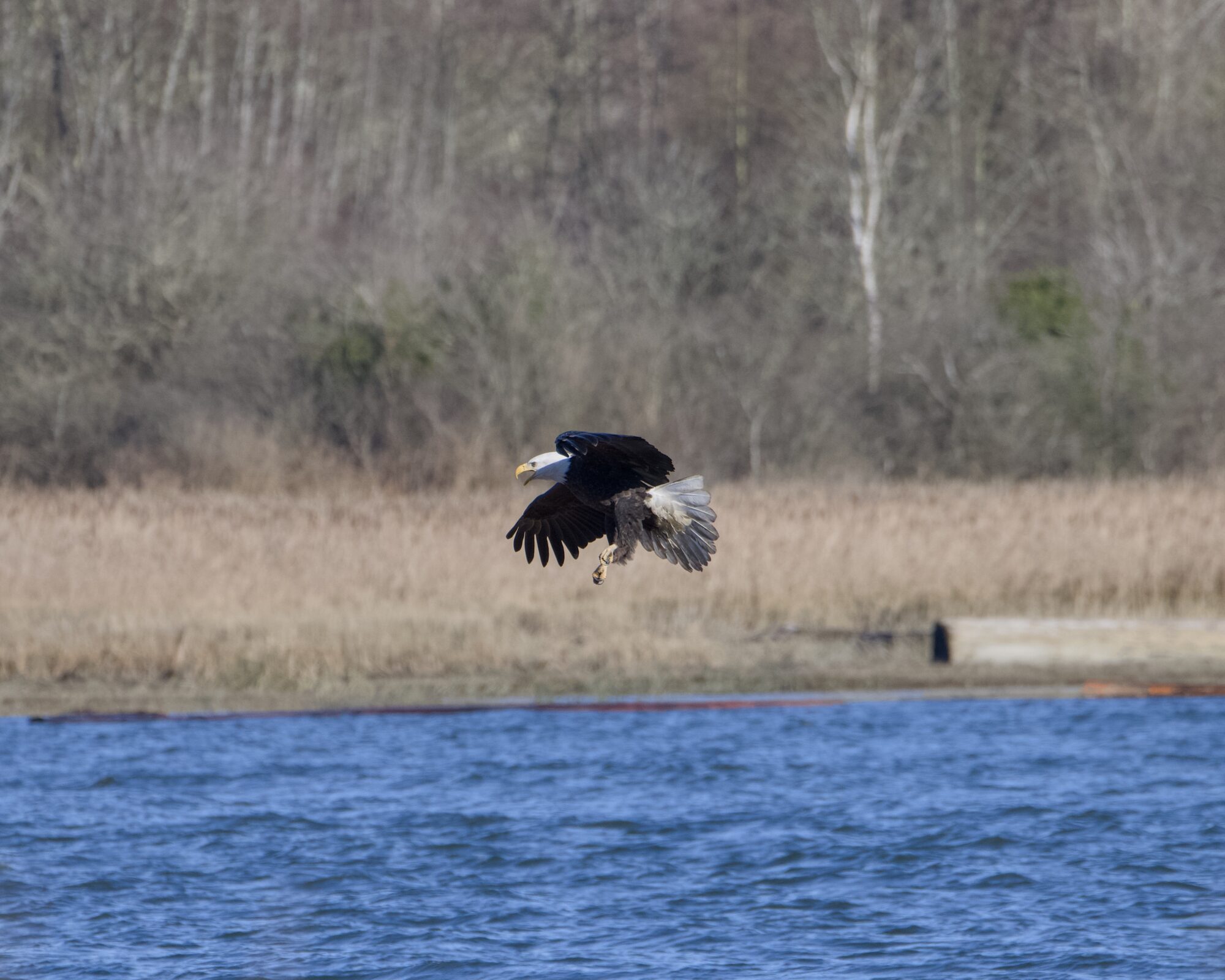 A Bald Eagle, coming in for a landing