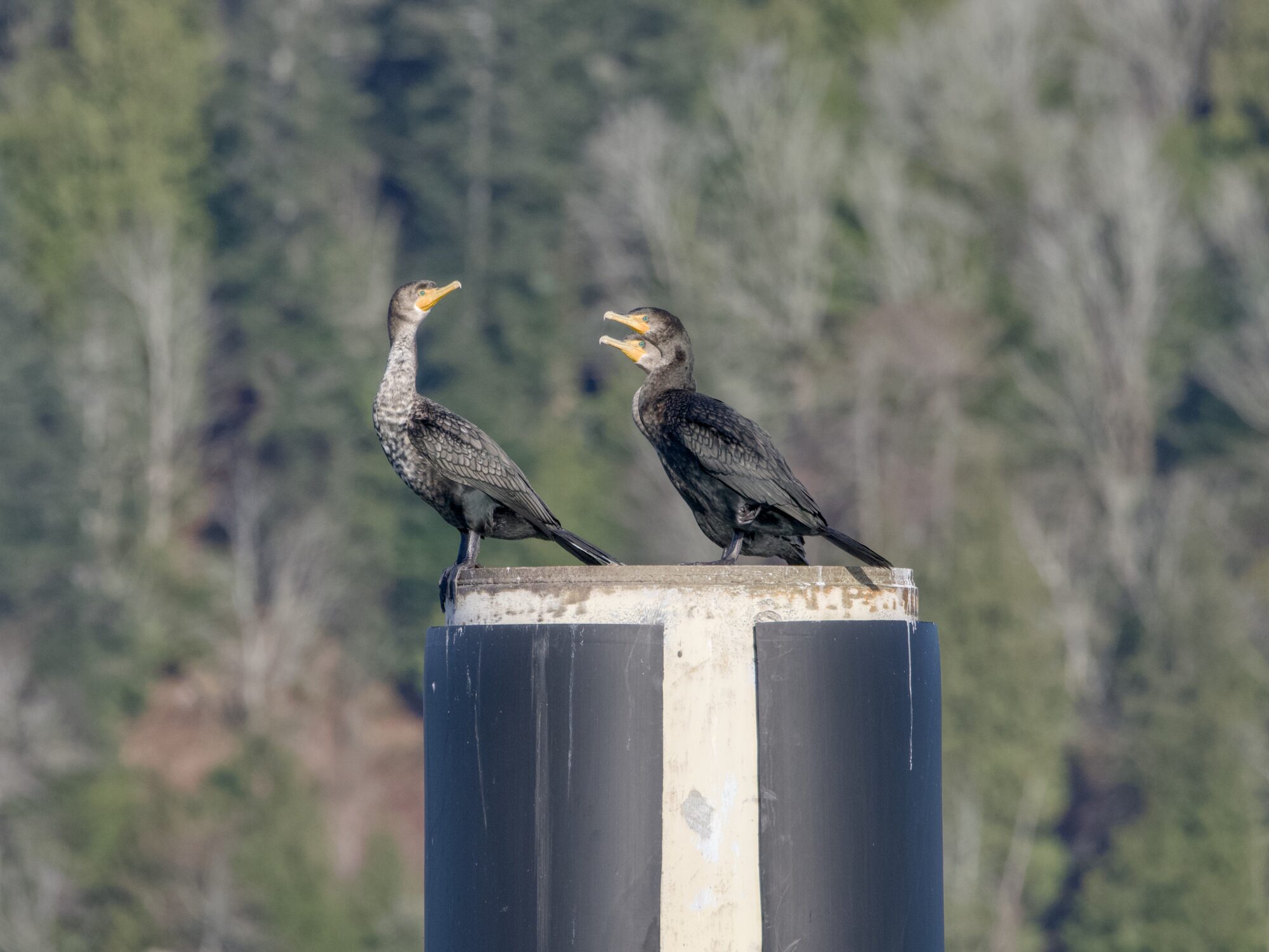 Three Double-crested Cormorants on a wooden piling