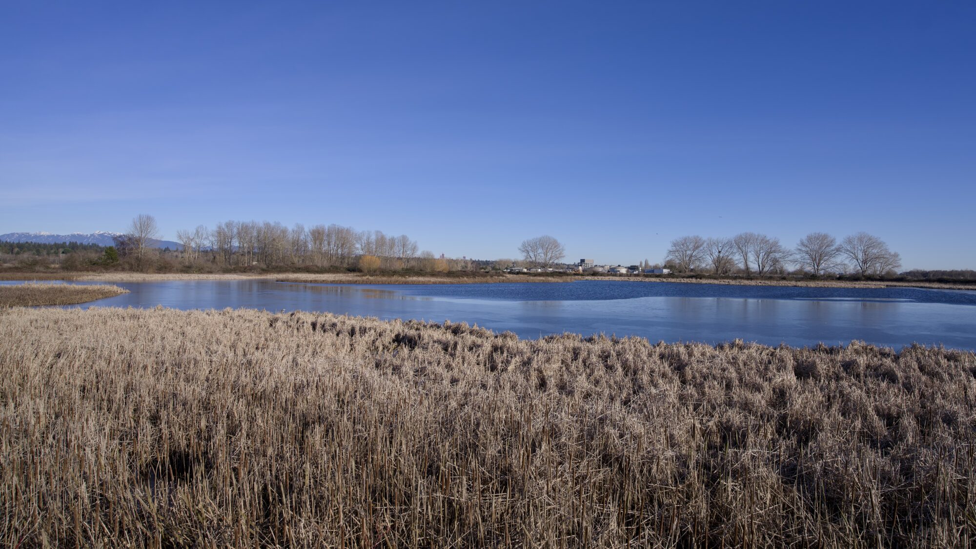 A pond in the middle distance. In front of it is a big swatch of dry reeds. In the background are a few trees, and the sky is solid blue