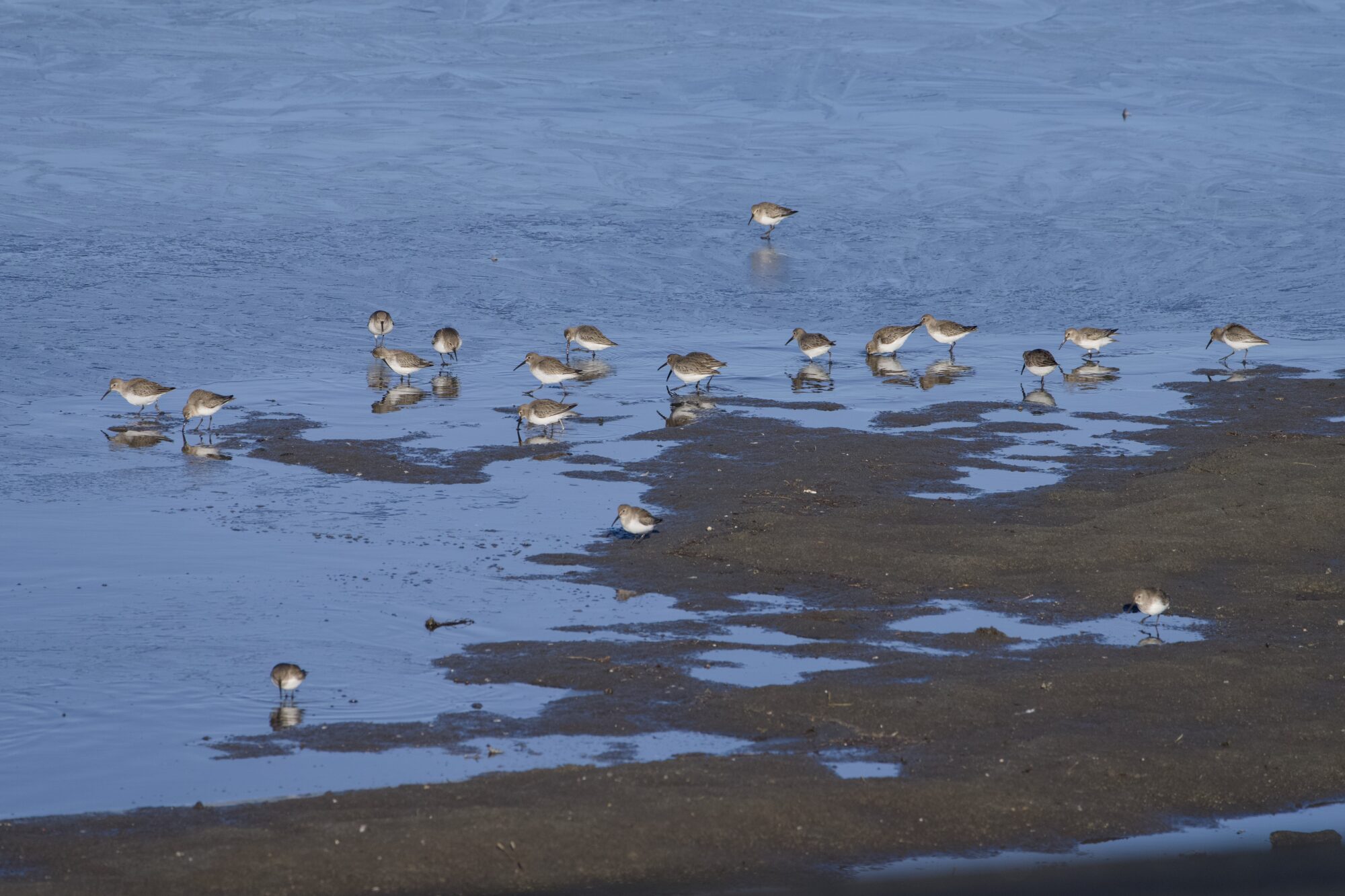 A bunch of Dunlins in the distance, at the water's edge