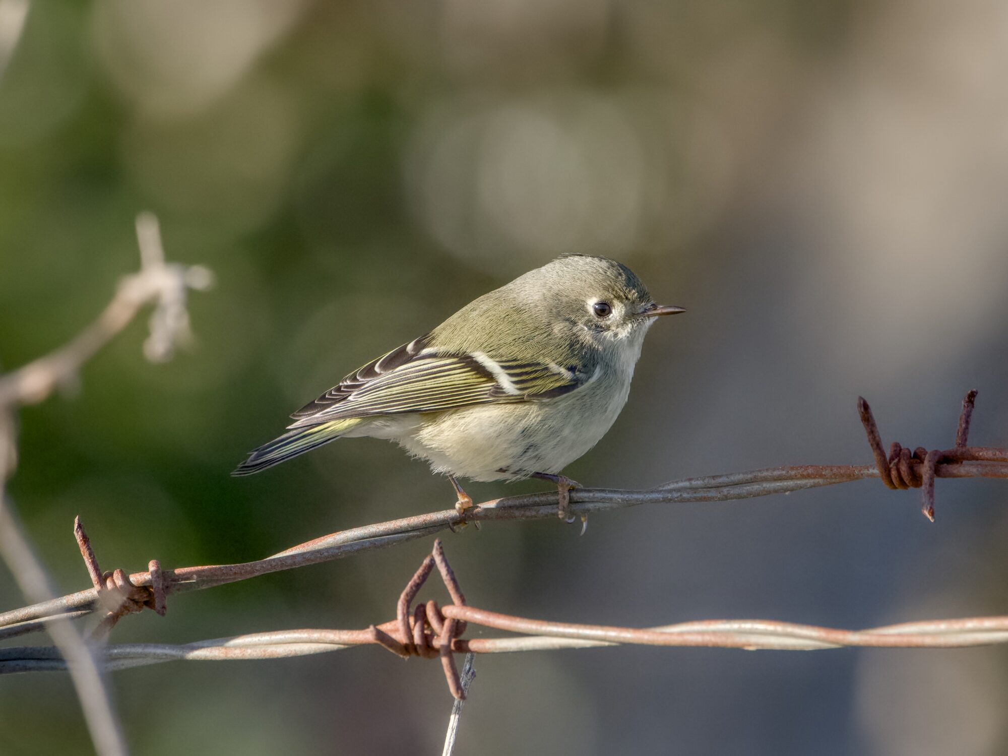 A Ruby-crowned Kinglet in profile, on a barbed wire fence. Bokeh green in the background