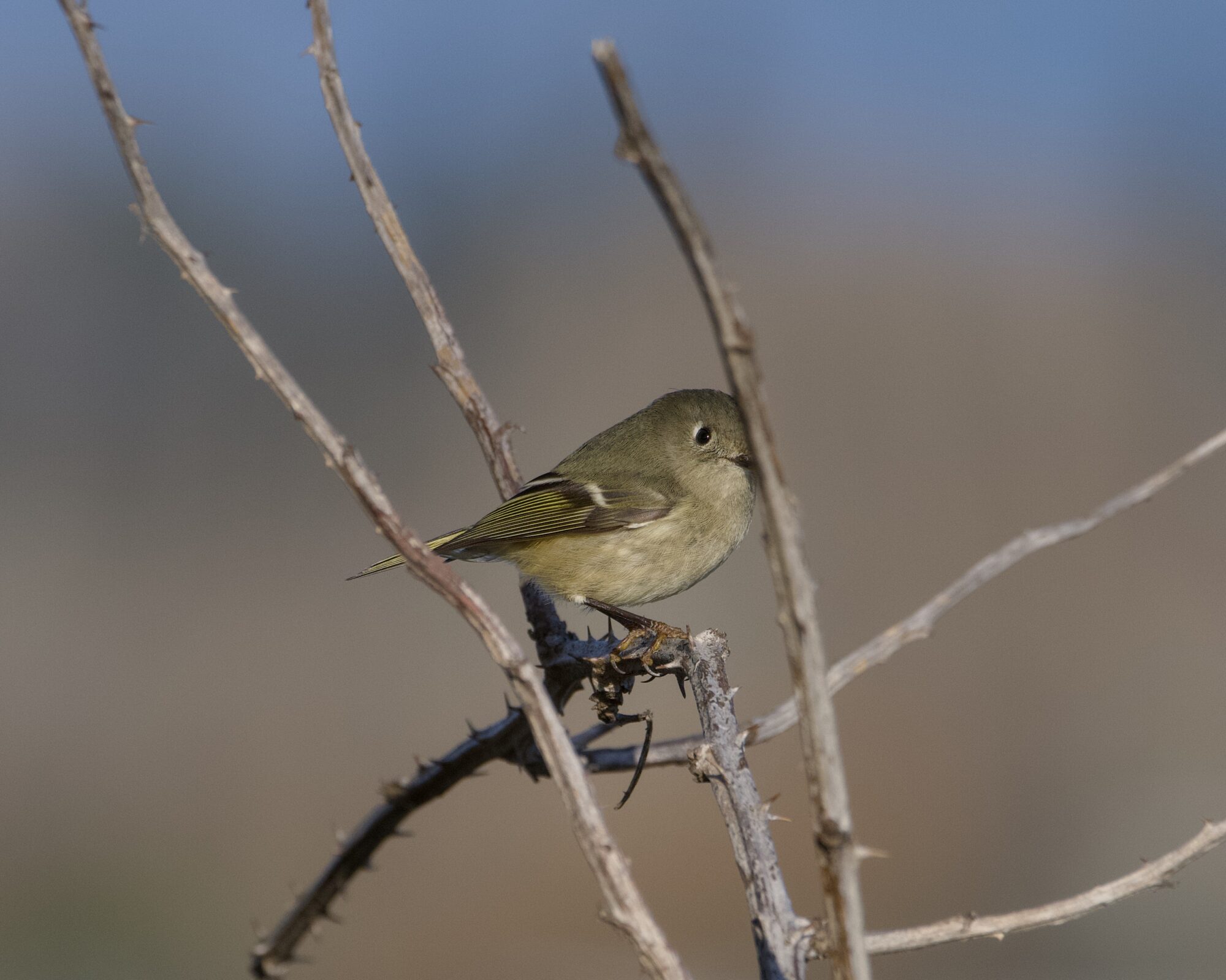 A Ruby-crowned Kinglet amongst a few bare branches. Half its face is hidden like the Phantom of the Opera