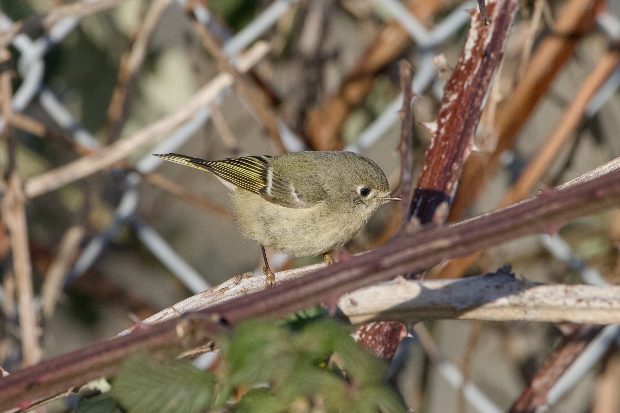 A Ruby-crowned Kinglet on a branch, surrounded by bare branches