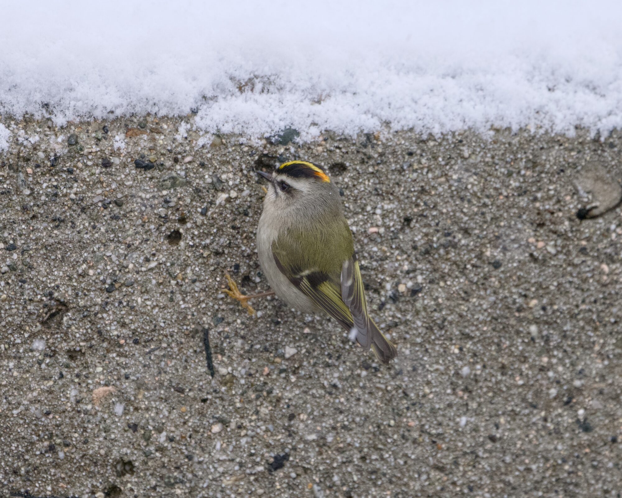 A Golden-crowned Kinglet on a short concrete wall, with snow above it