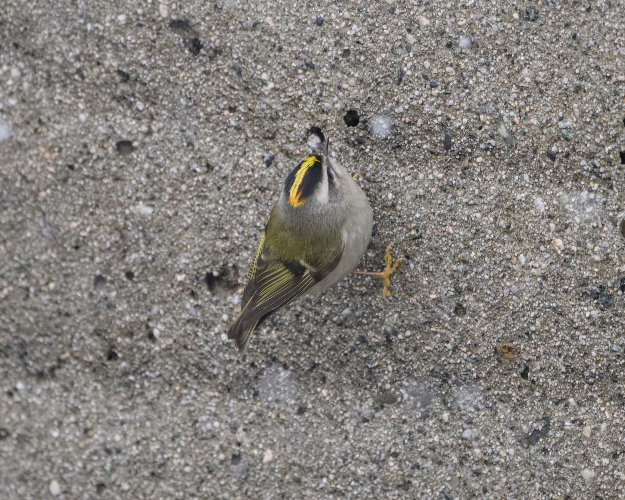 A Golden-crowned Kinglet on a short concrete wall, looking straight up