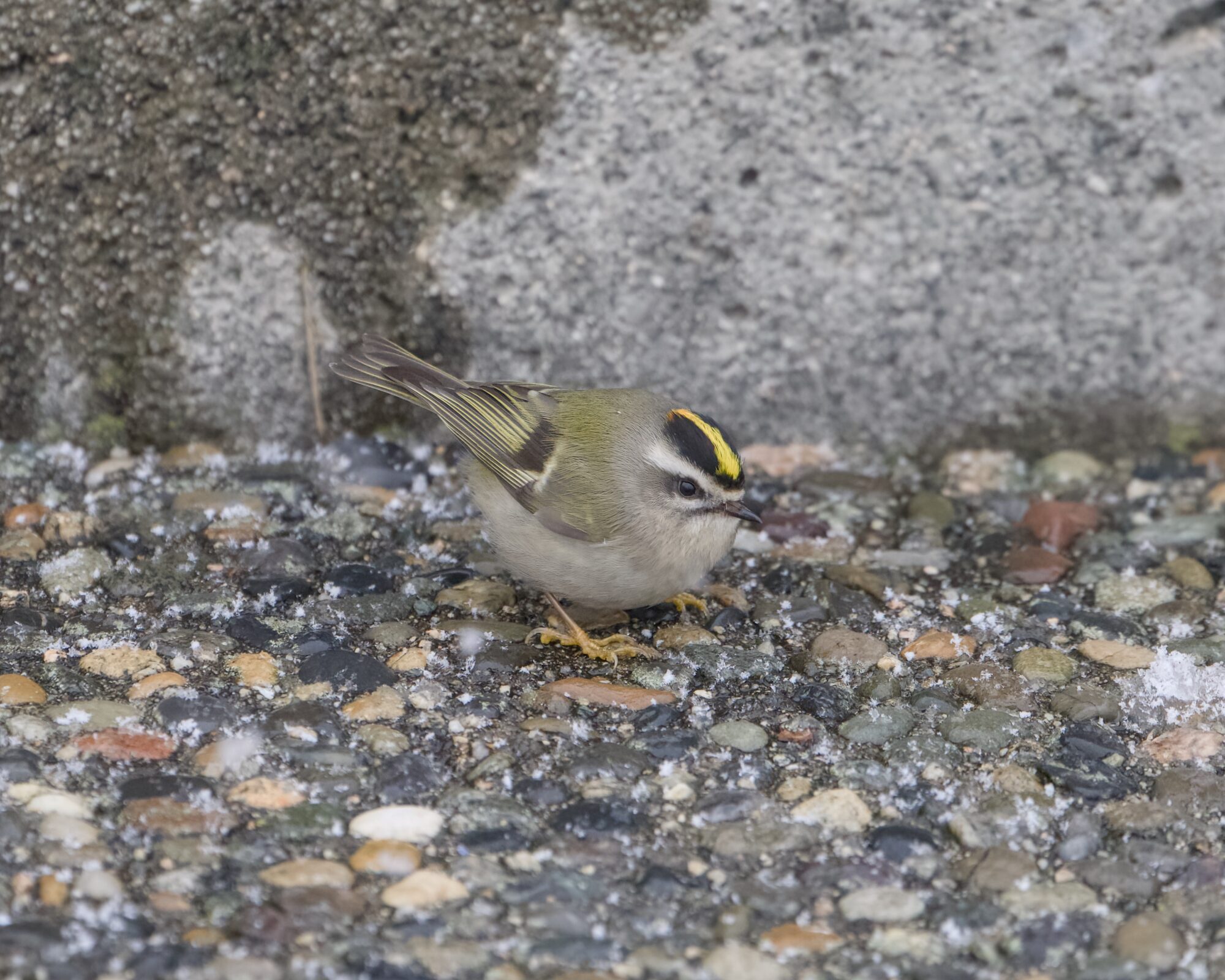 A Golden-crowned Kinglet on a concrete seawall. There is a concrete wall behind it