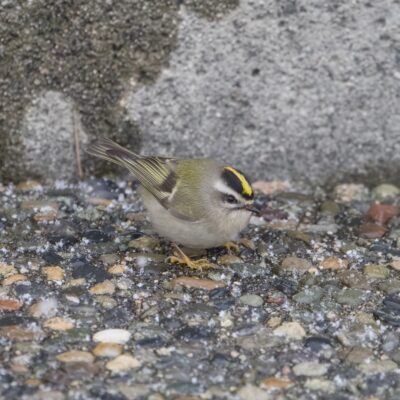 A Golden-crowned Kinglet on a concrete seawall. There is a concrete wall behind it