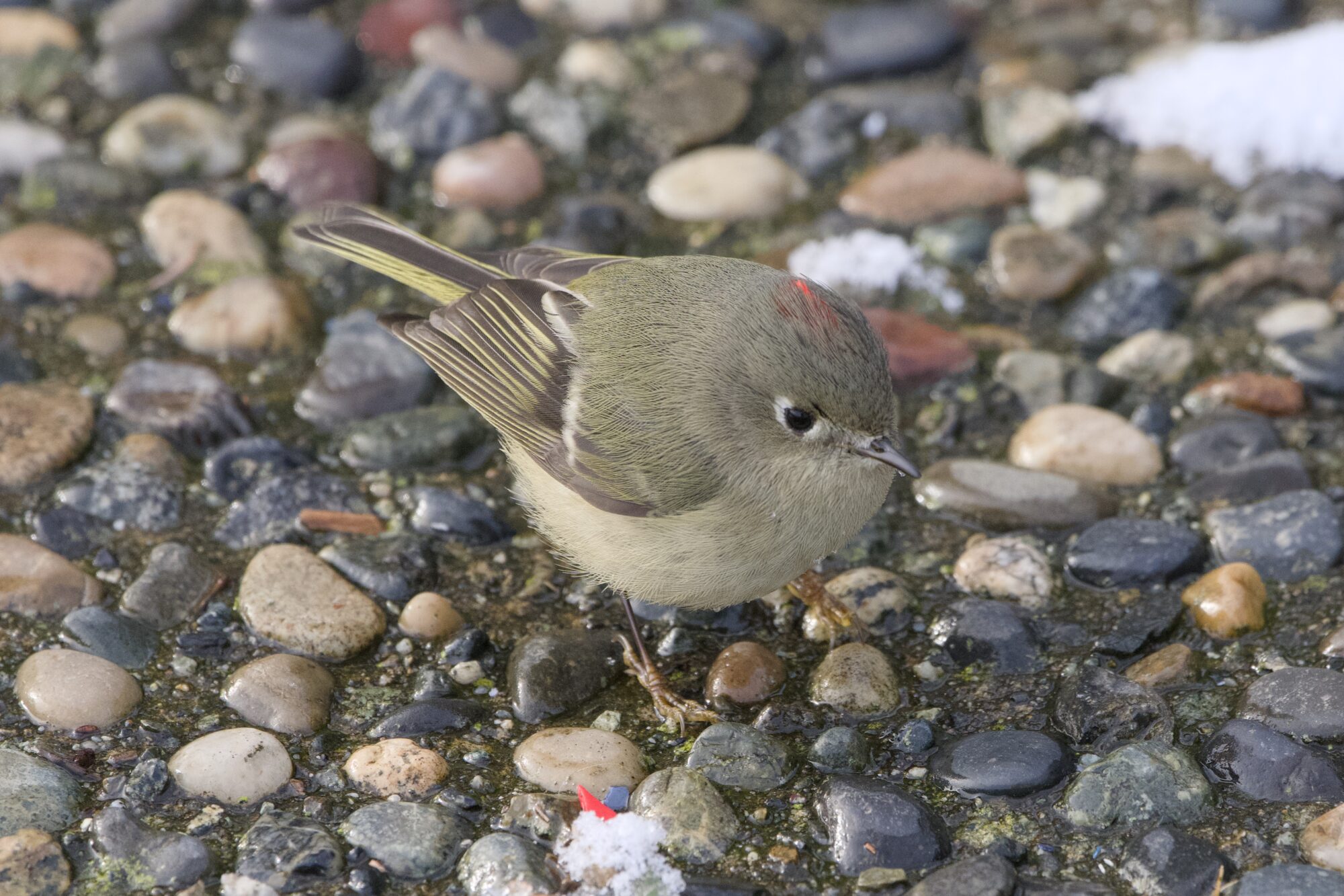 A male Ruby-crowned Kinglet on a pebbly concrete path